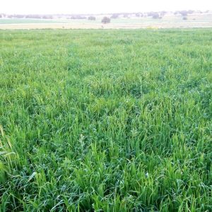 Fieno di Erbaio misto