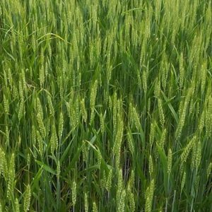 Paglia di Erbaio misto